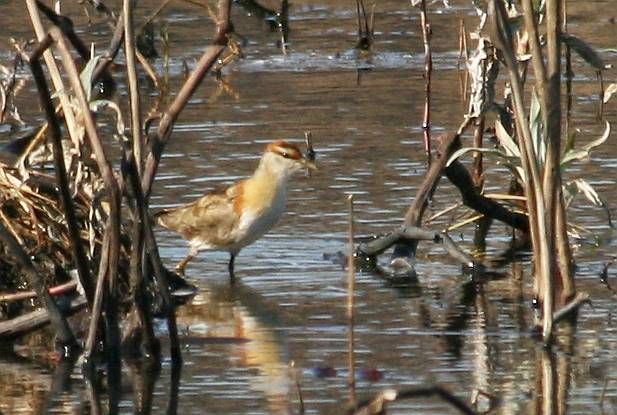 Lesser Jacana