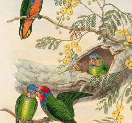 Red-breasted Pygmy Parrot