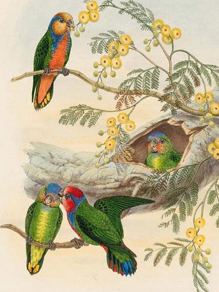 Red-breasted Pygmy Parrot