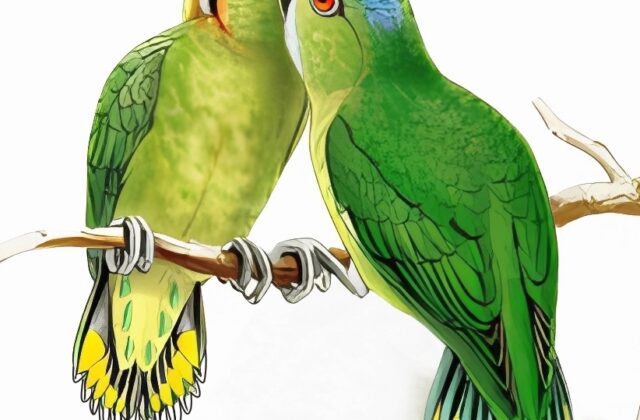 Finsch’s Pygmy Parrot