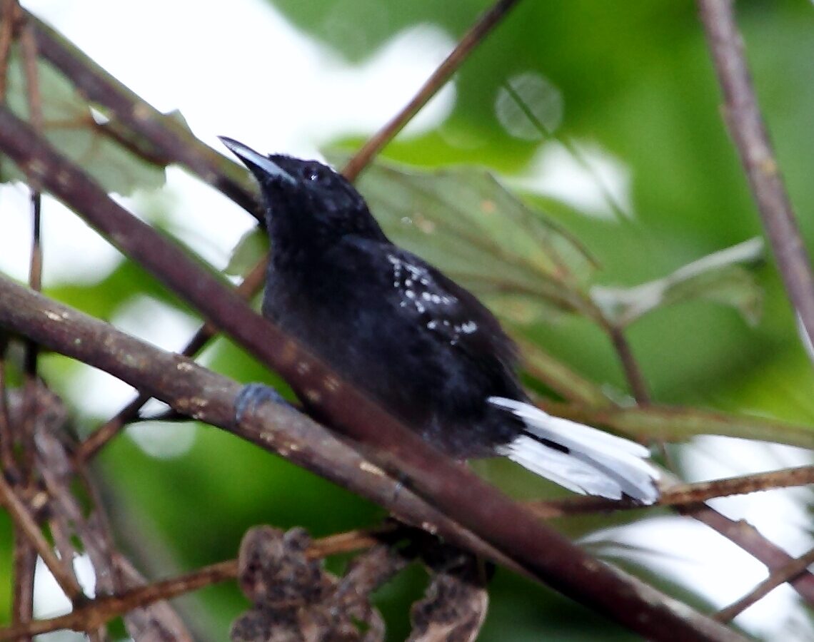 Dot-winged Antwren