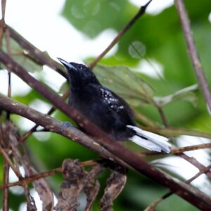 Dot-winged Antwren