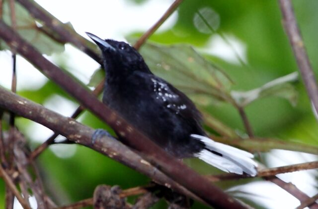 Dot-winged Antwren
