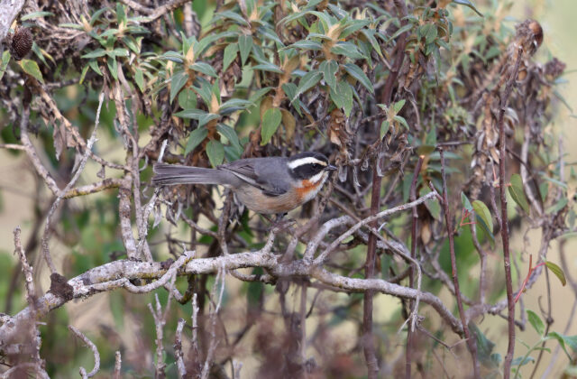 Plain-tailed Warbling Finch