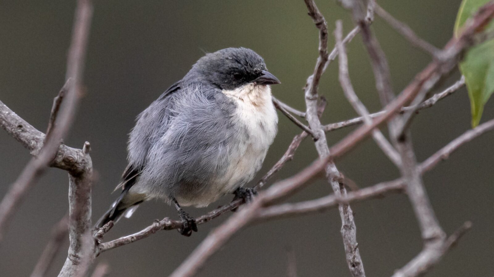Cinereous Warbling Finch