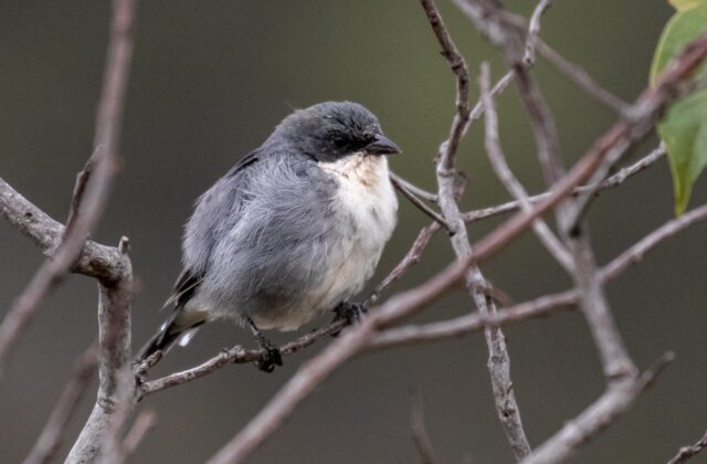 Cinereous Warbling Finch