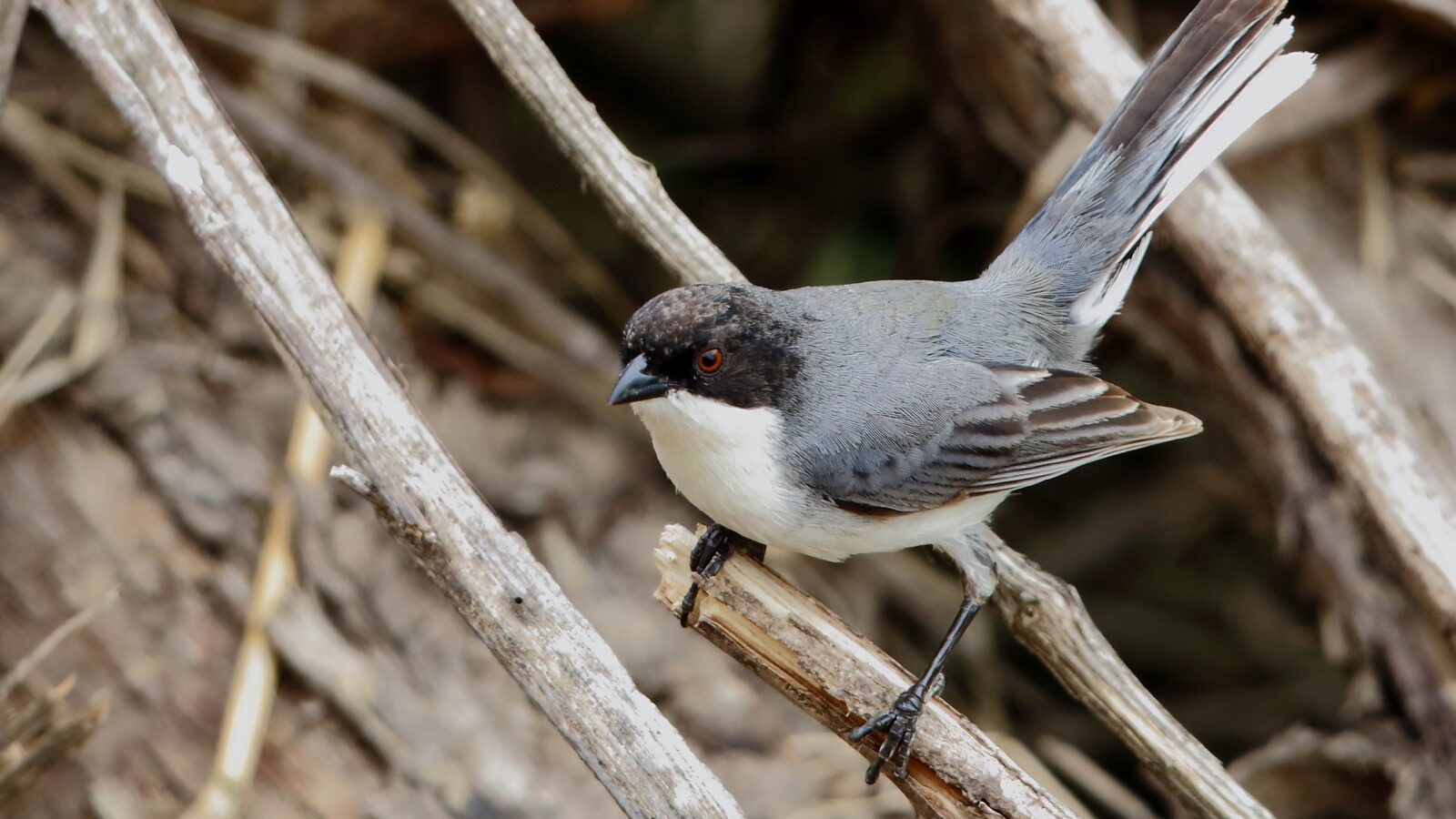 Black-capped Warbling Finch