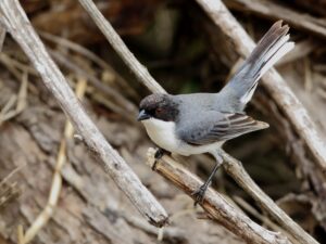 Black-capped Warbling Finch