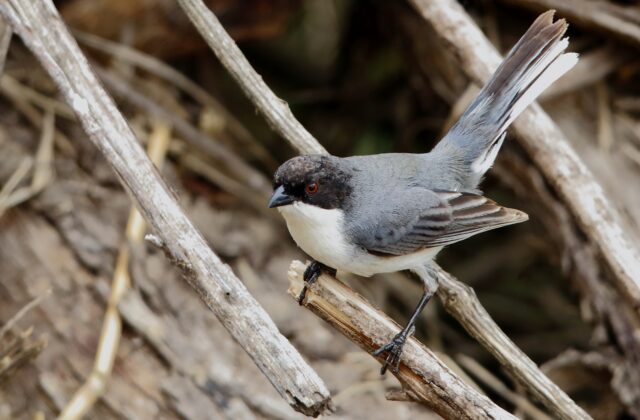 Black-capped Warbling Finch