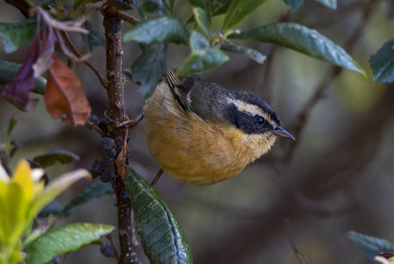Three-striped Hemispingus