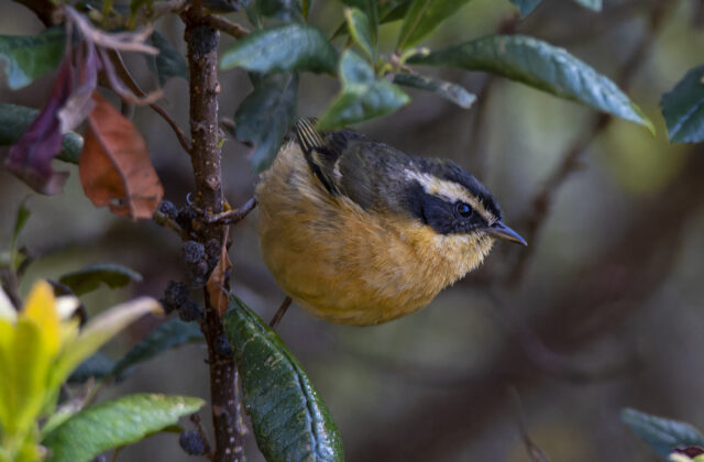 Three-striped Hemispingus