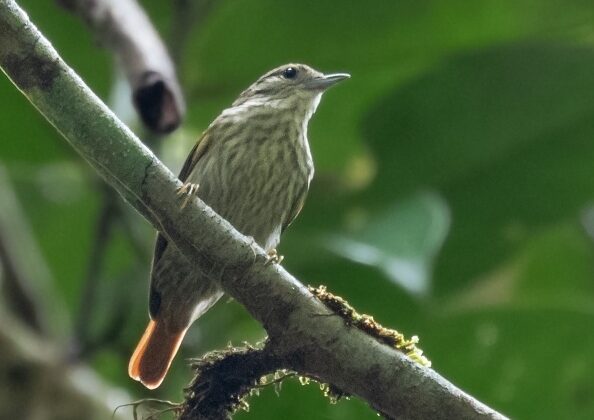 Rufous-tailed Xenops