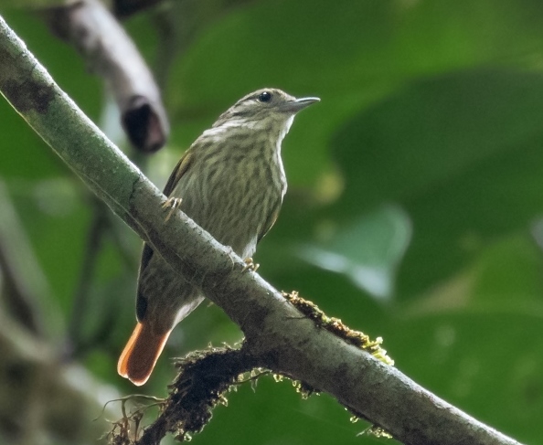 Rufous-tailed Xenops