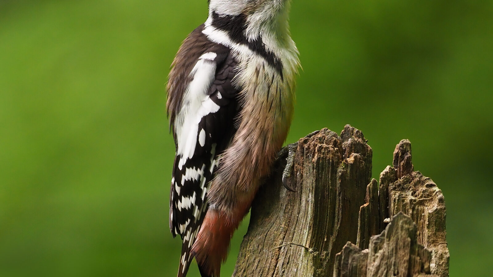 Middle Spotted Woodpecker