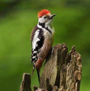 Middle Spotted Woodpecker