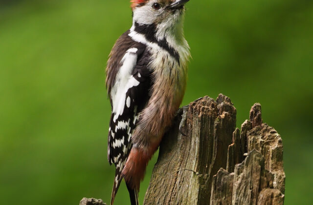 Middle Spotted Woodpecker