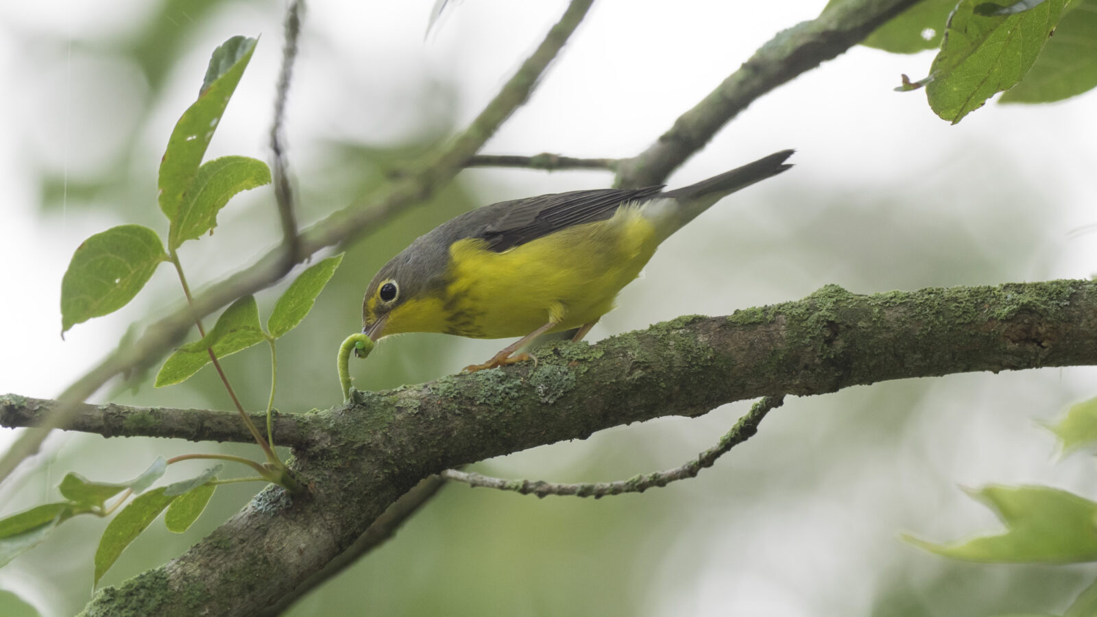 Canada Warbler