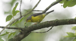 Canada Warbler