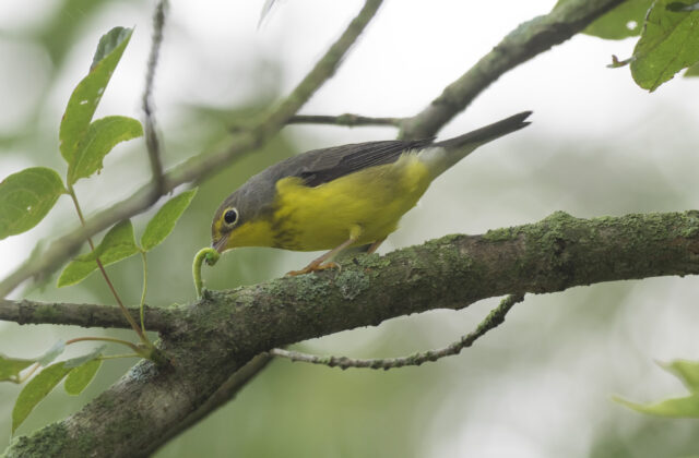 Canada Warbler