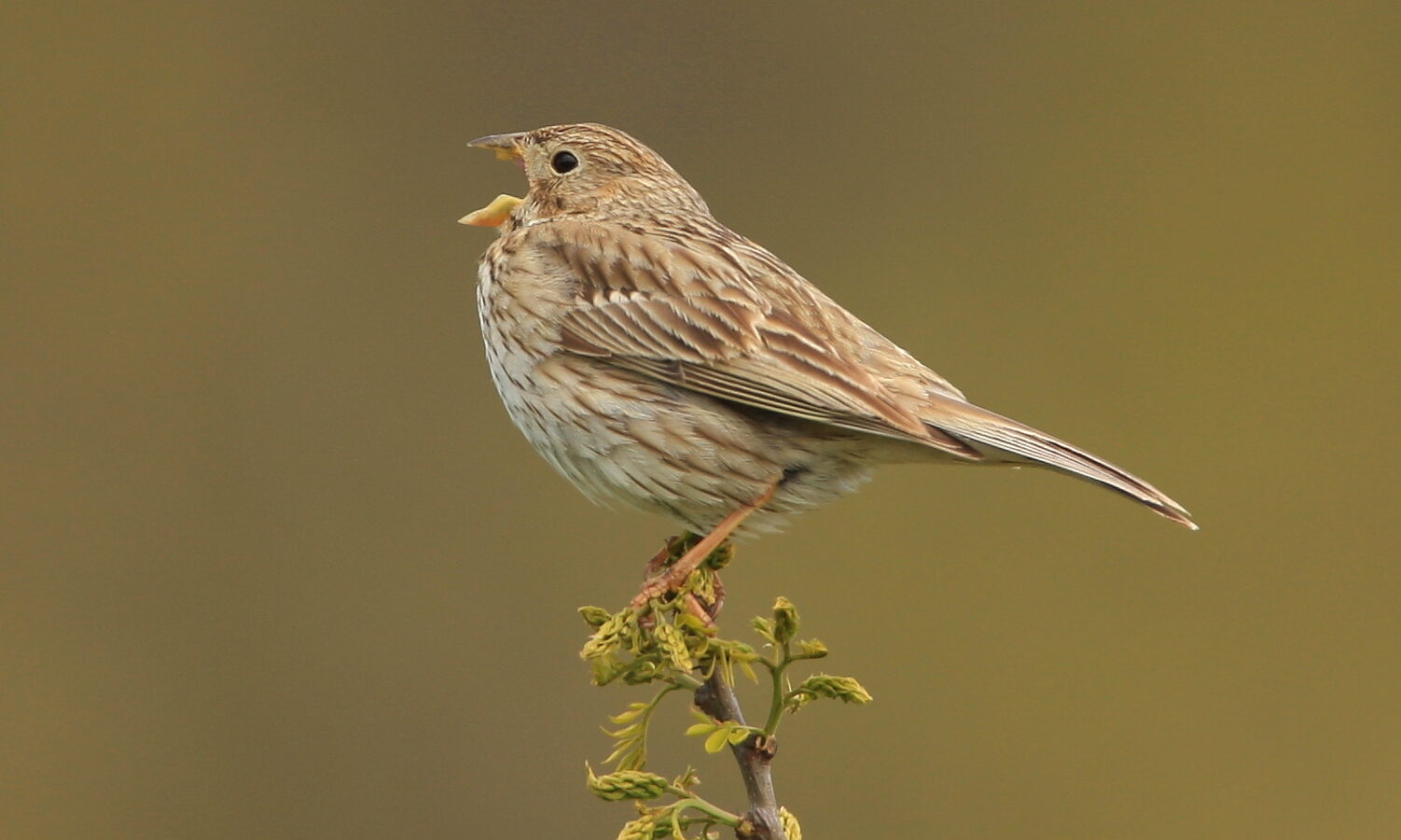 Corn Bunting