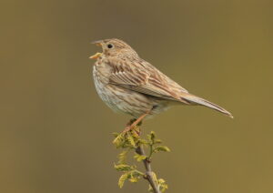 Corn Bunting