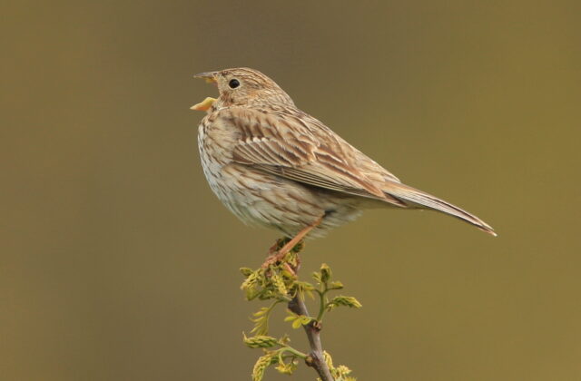 Corn Bunting
