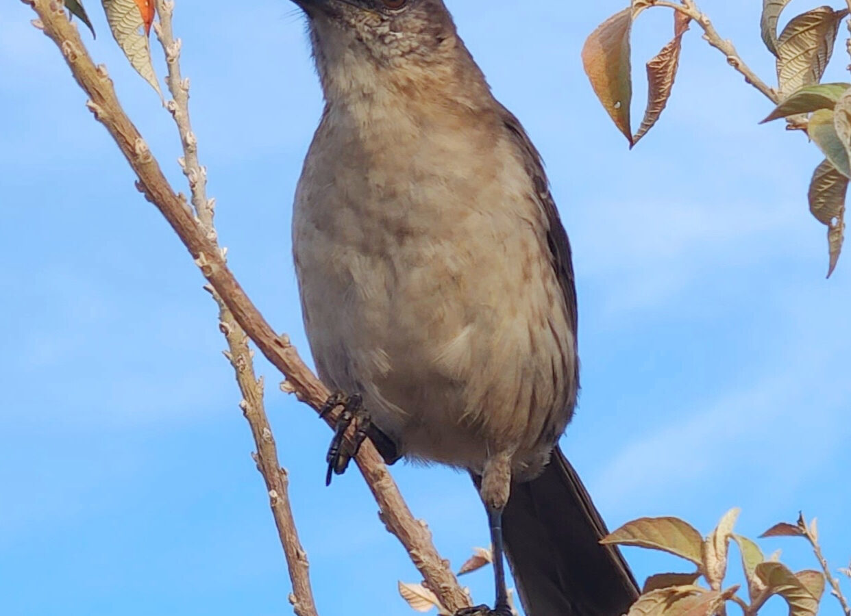 Socorro Mockingbird