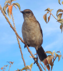 Socorro Mockingbird