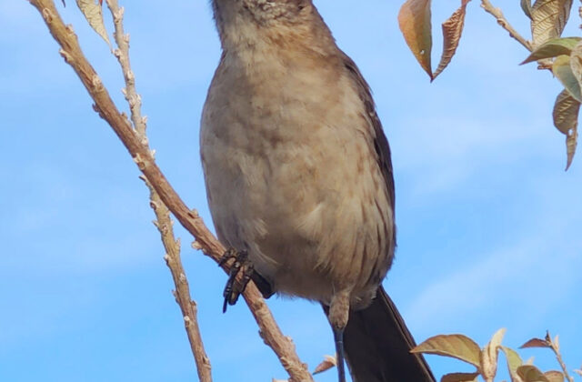 Socorro Mockingbird