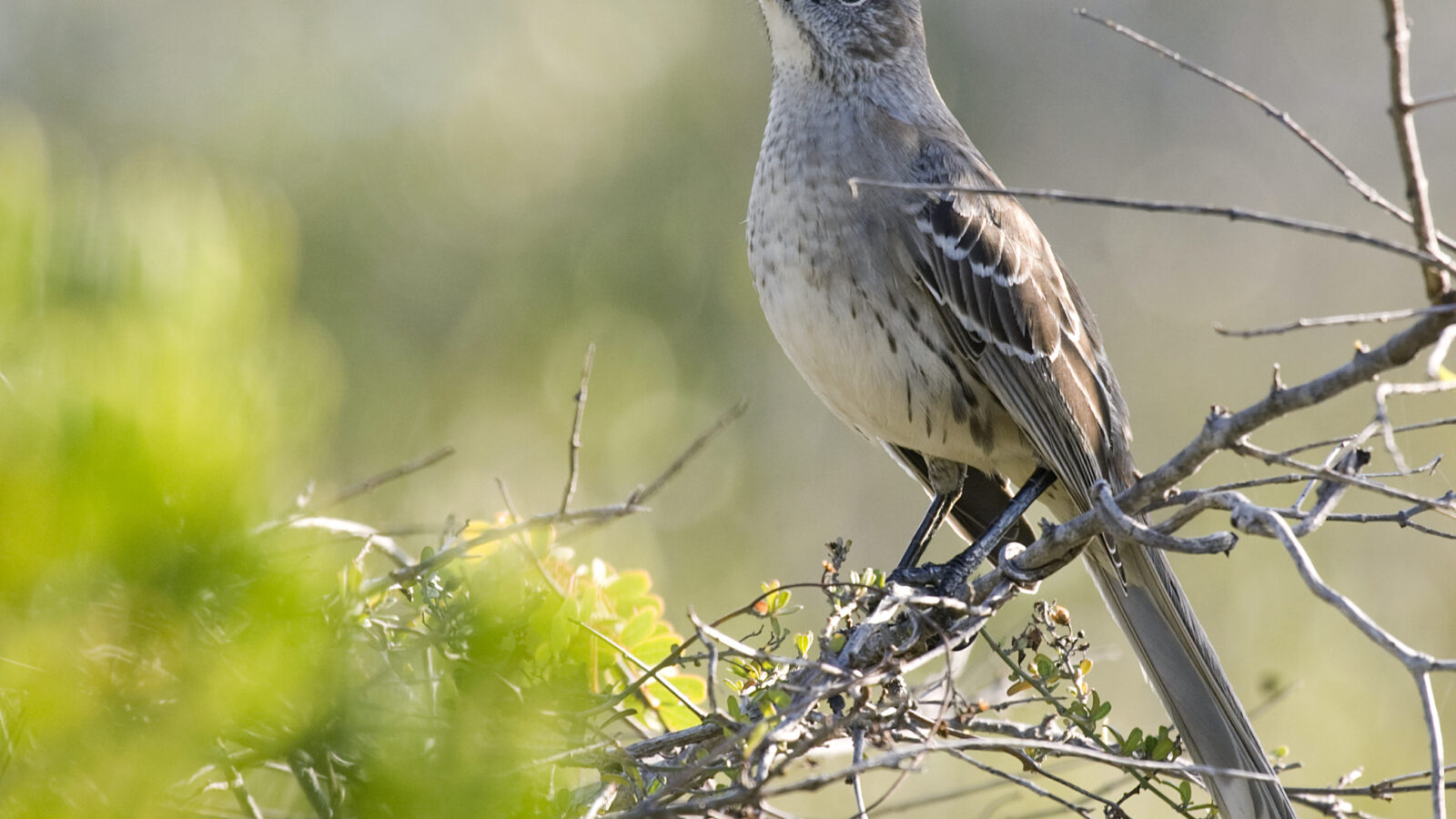 Bahama Mockingbird