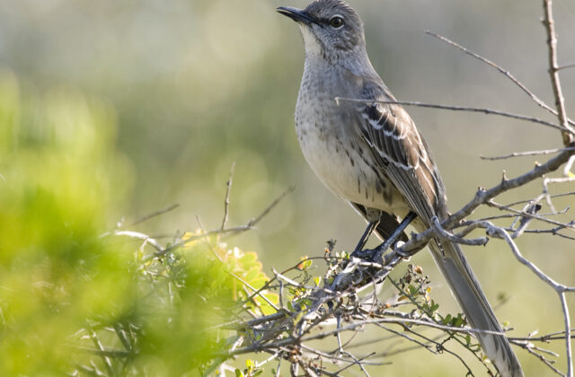 Bahama Mockingbird