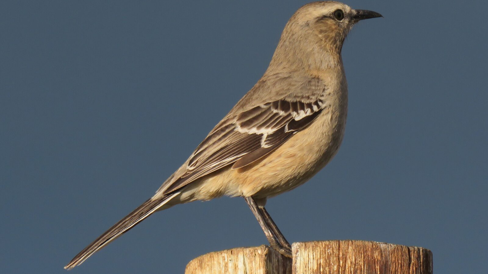 Patagonian Mockingbird