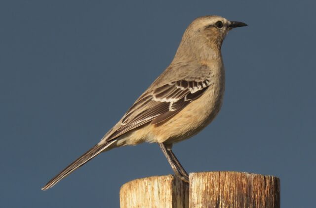 Patagonian Mockingbird