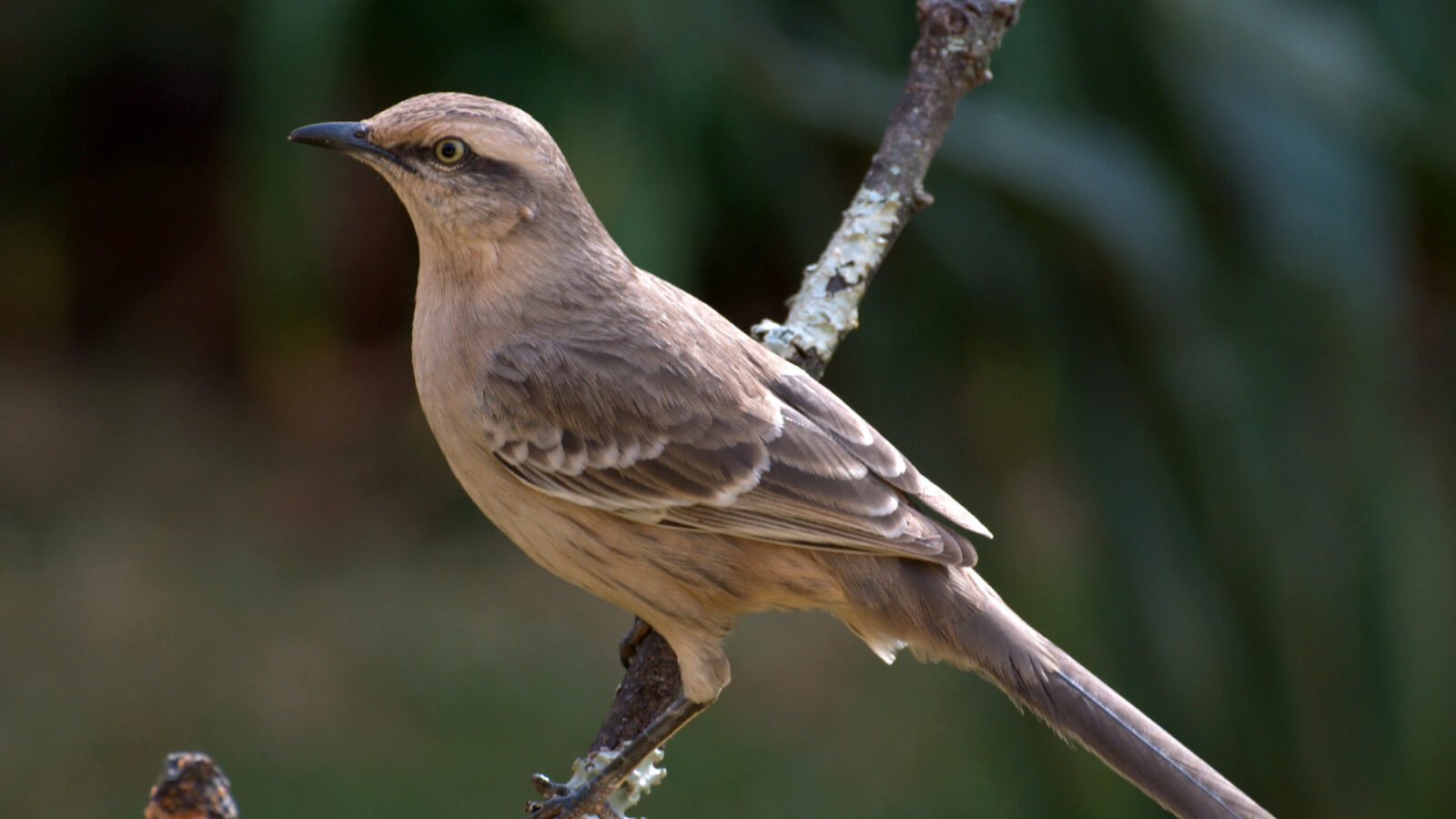 Chalk-browed Mockingbird