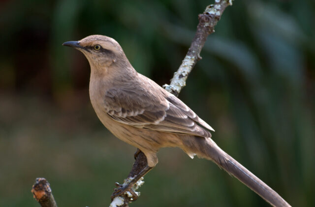 Chalk-browed Mockingbird