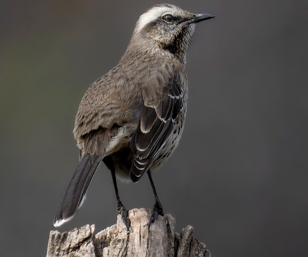 Chilean Mockingbird