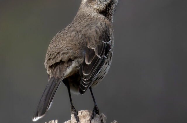 Chilean Mockingbird