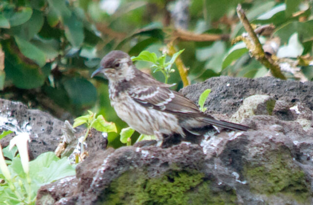 Floreana Mockingbird