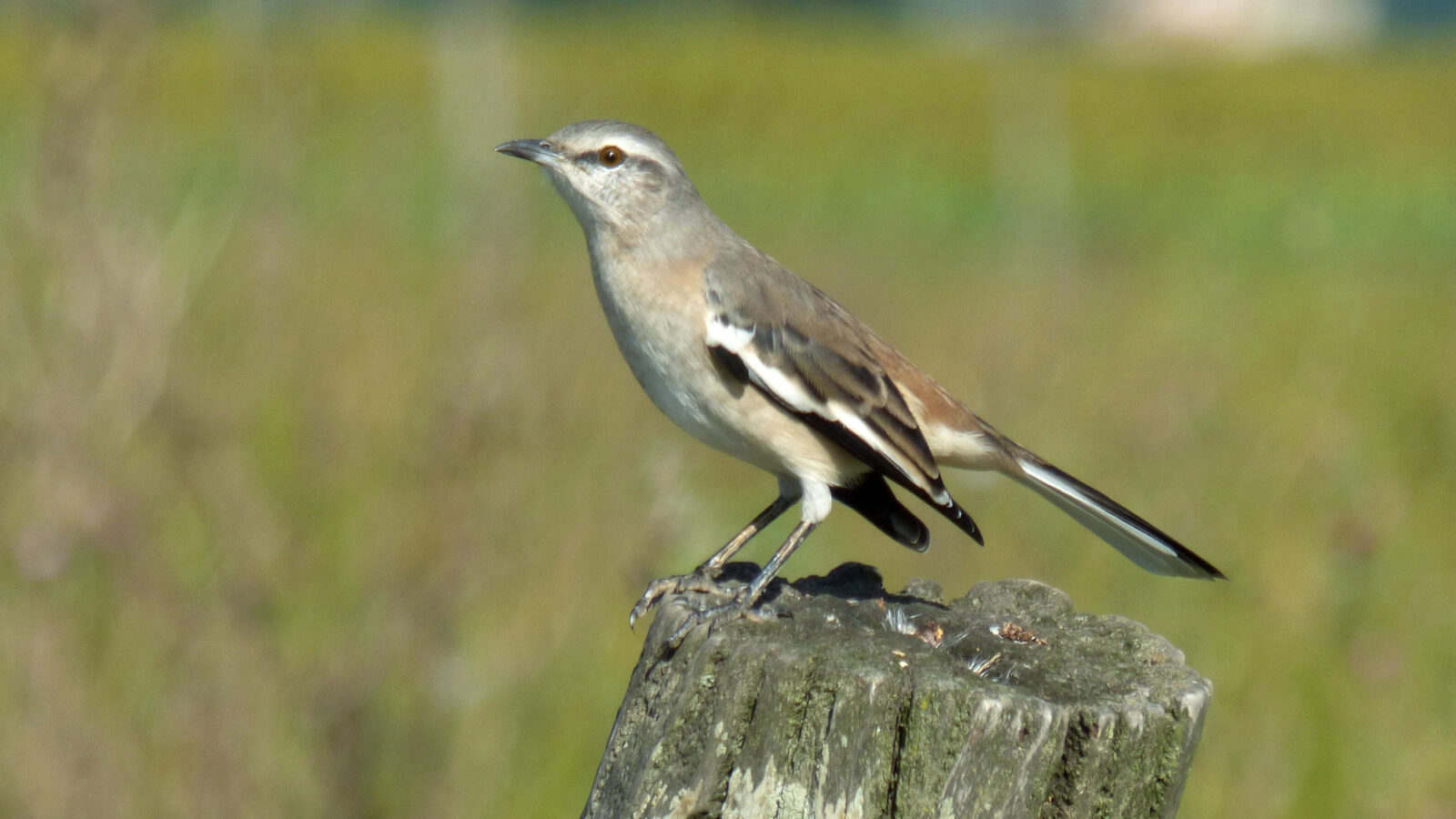 White-banded Mockingbird