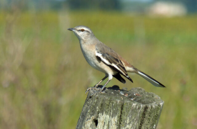 White-banded Mockingbird