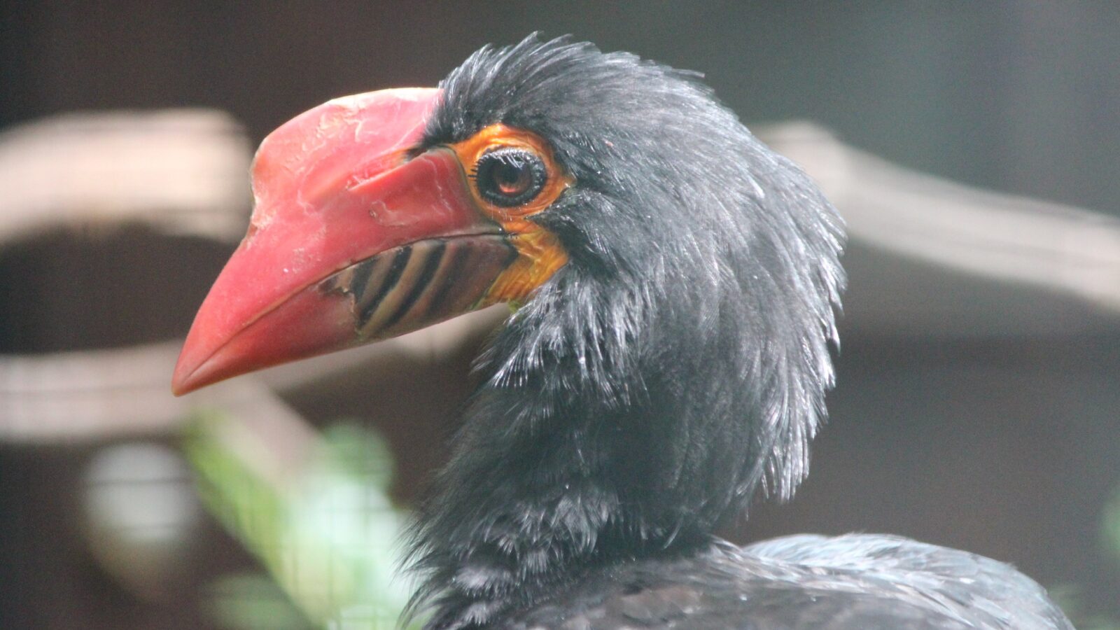 Mindanao Hornbill