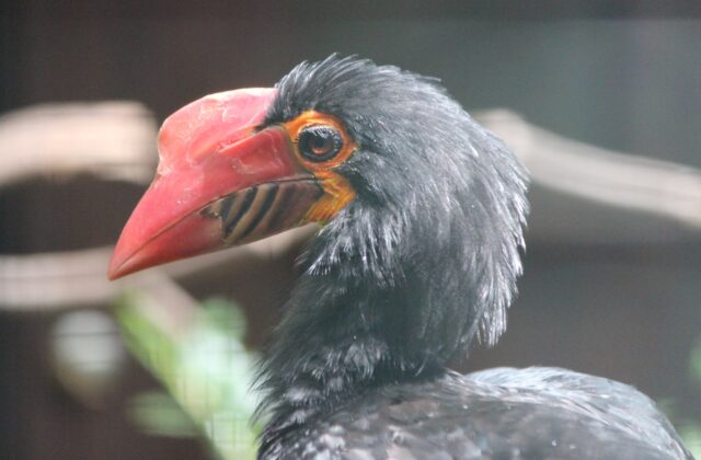 Mindanao Hornbill
