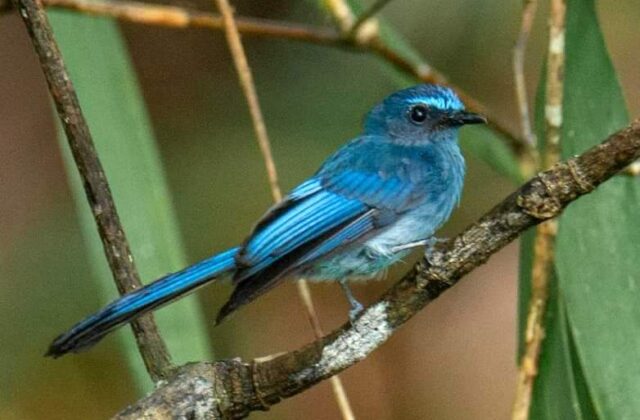 Mindanao Blue Fantail