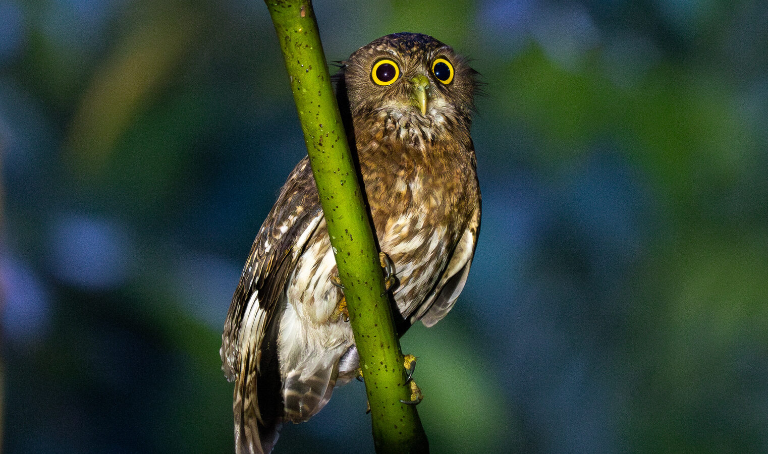 Mindanao Boobook