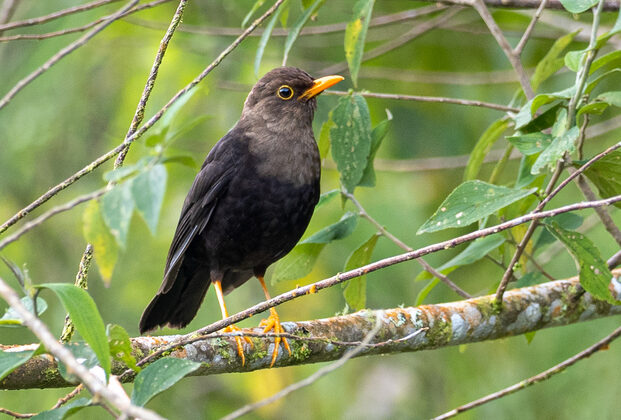Mindanao Island Thrush