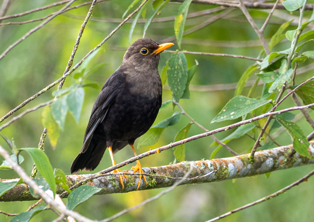 Mindanao Island Thrush