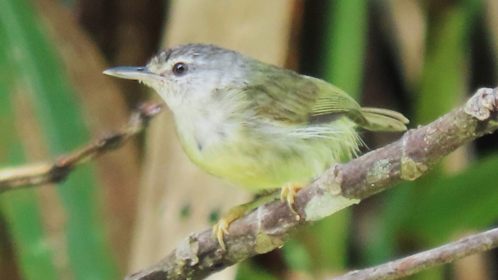 Mindanao Miniature Babbler