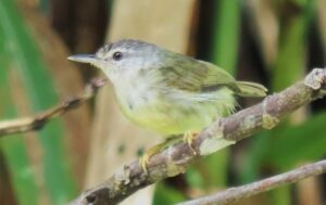 Mindanao Miniature Babbler