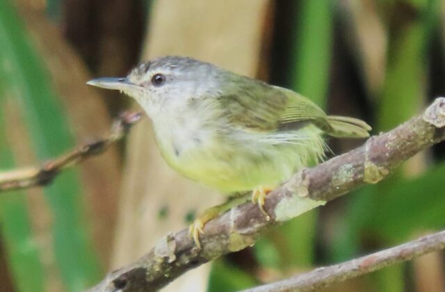 Mindanao Miniature Babbler