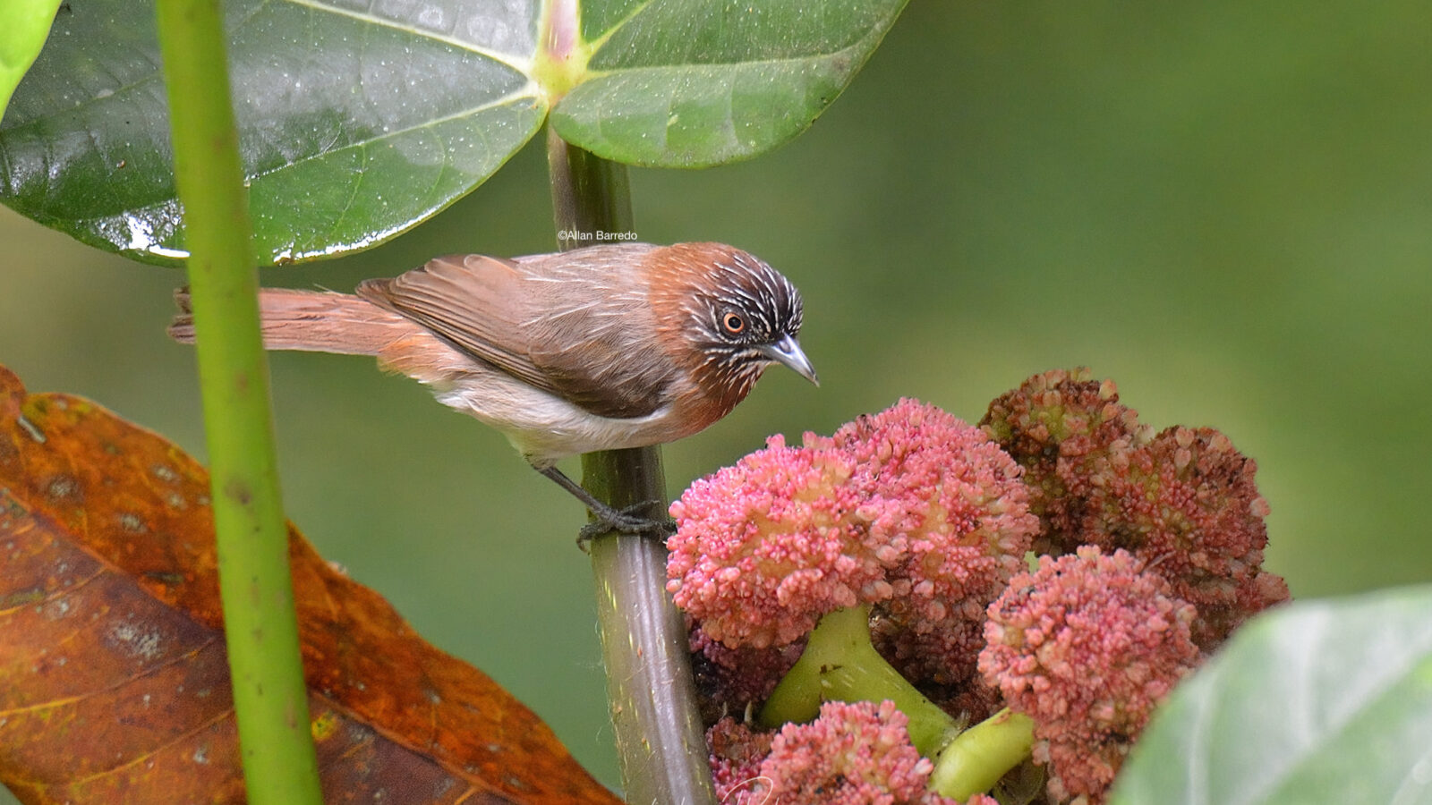 Mindanao Pygmy Babbler